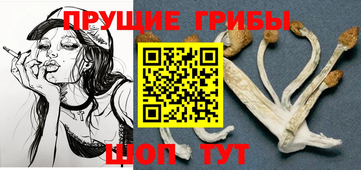 Галлюциногенные грибы Psilocybine cubensis Барнаул